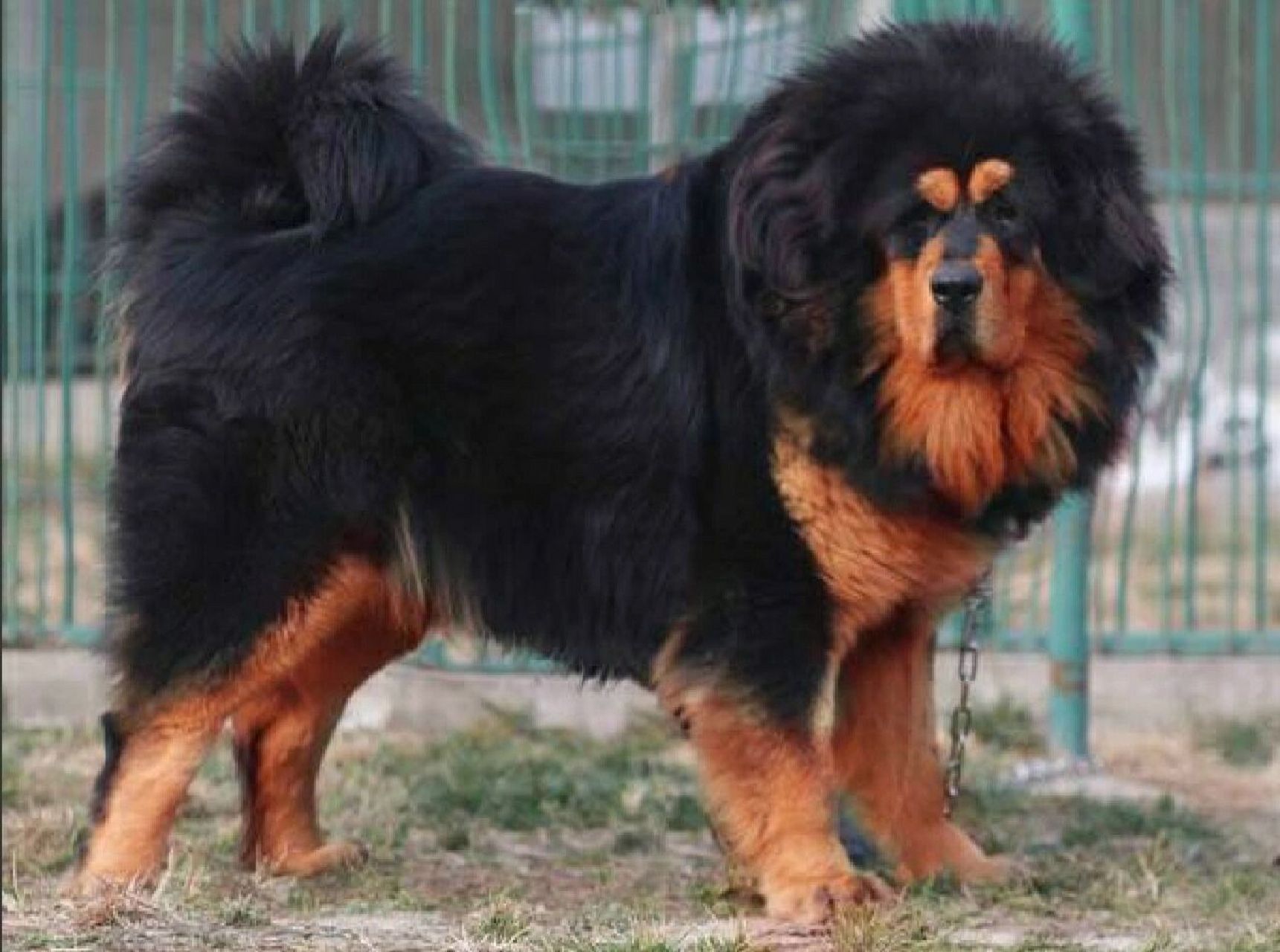 出售纯种藏獒幼犬 白色红色铁包金色藏獒犬 狮头藏獒巨型猛犬藏獒