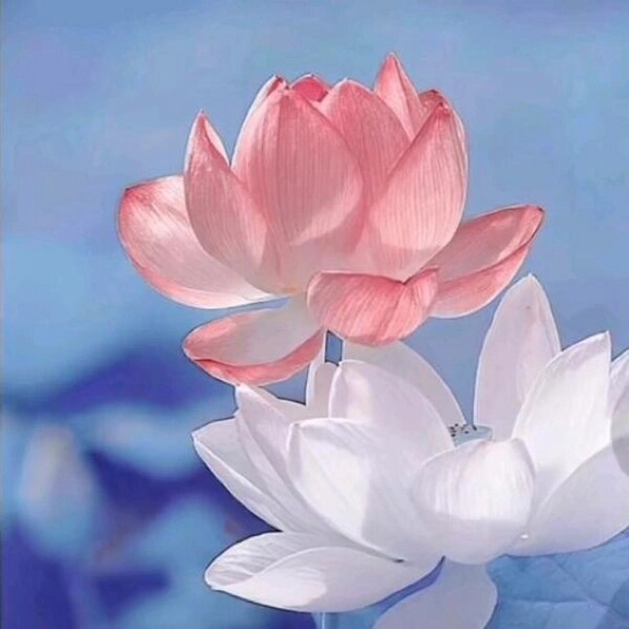 荷花头像 带来好运的头像#头像