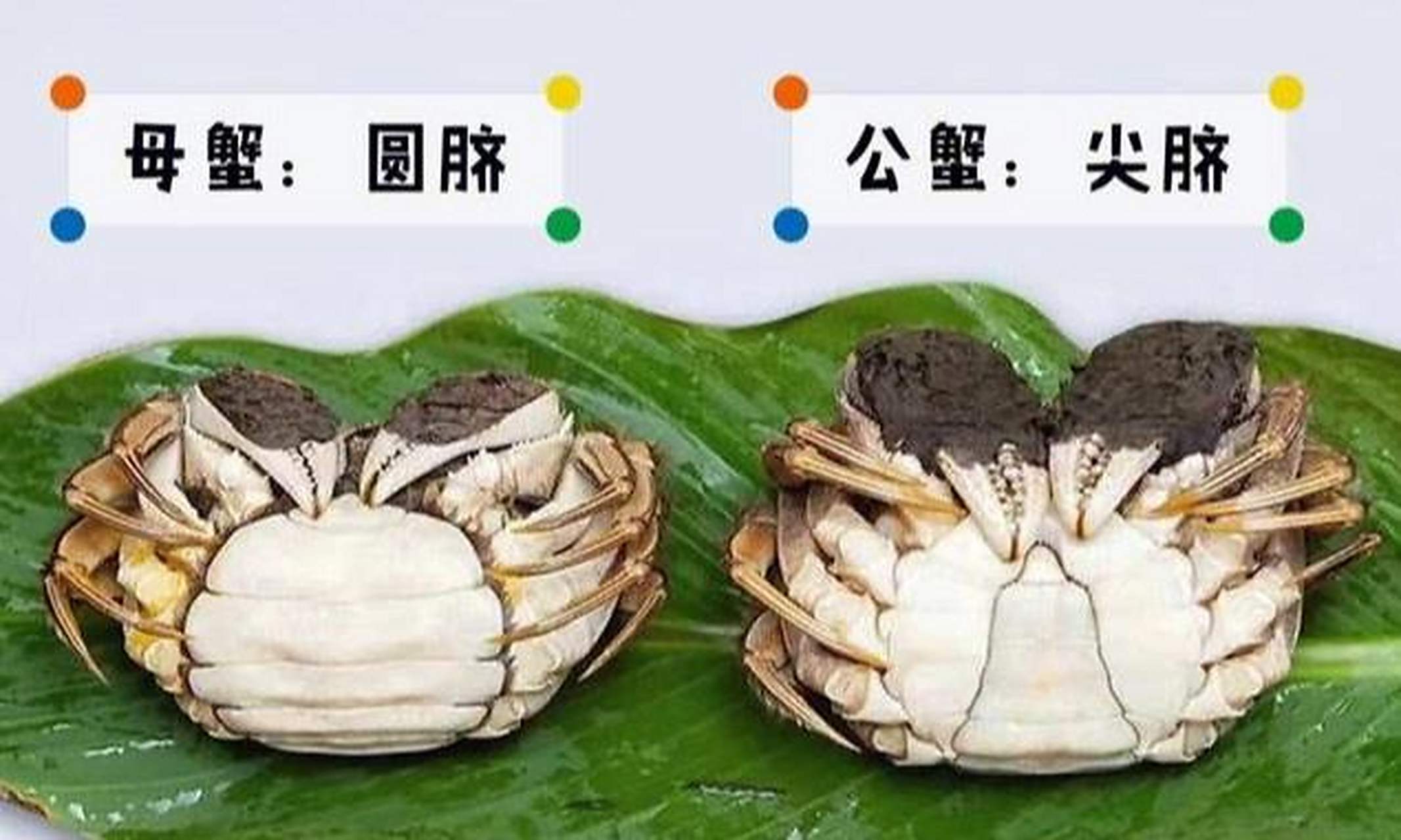 公蟹和母蟹的主要区别在于肚脐,蟹脚,以及母蟹的蟹黄和公蟹的蟹膏(公