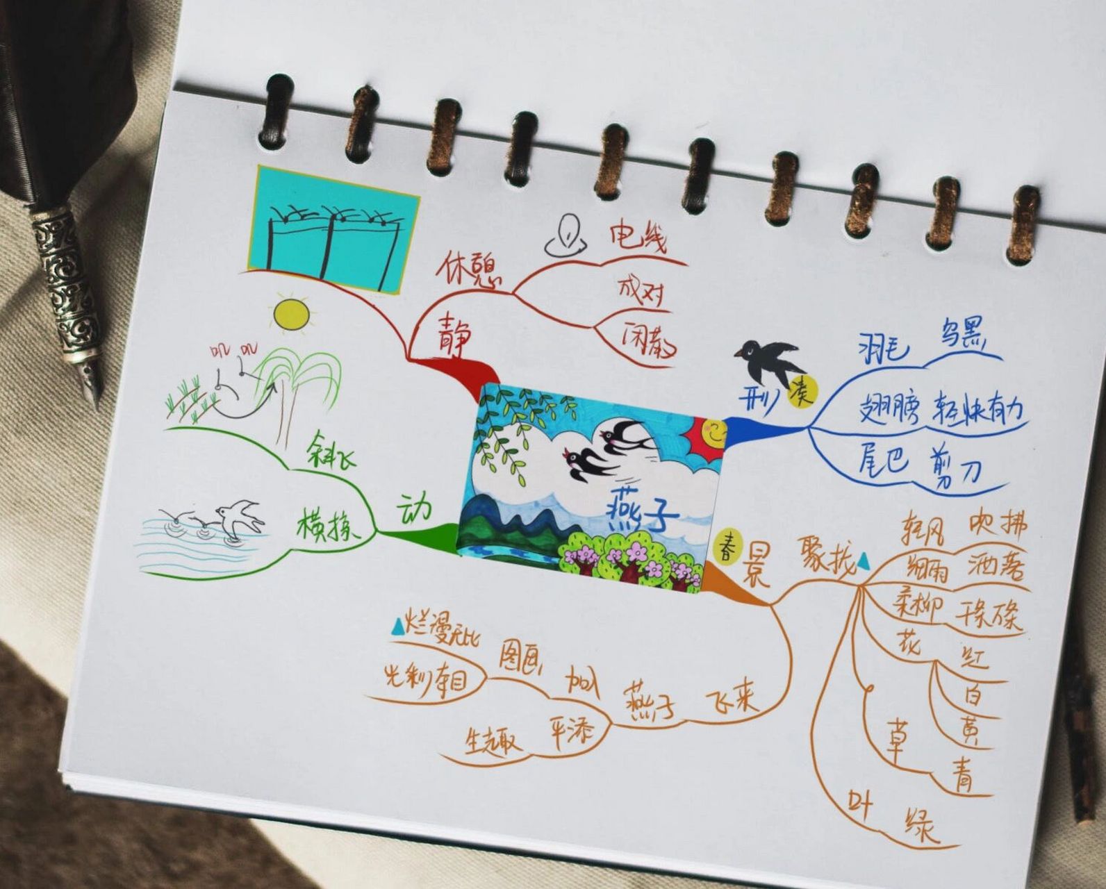 燕子课文结构图图片