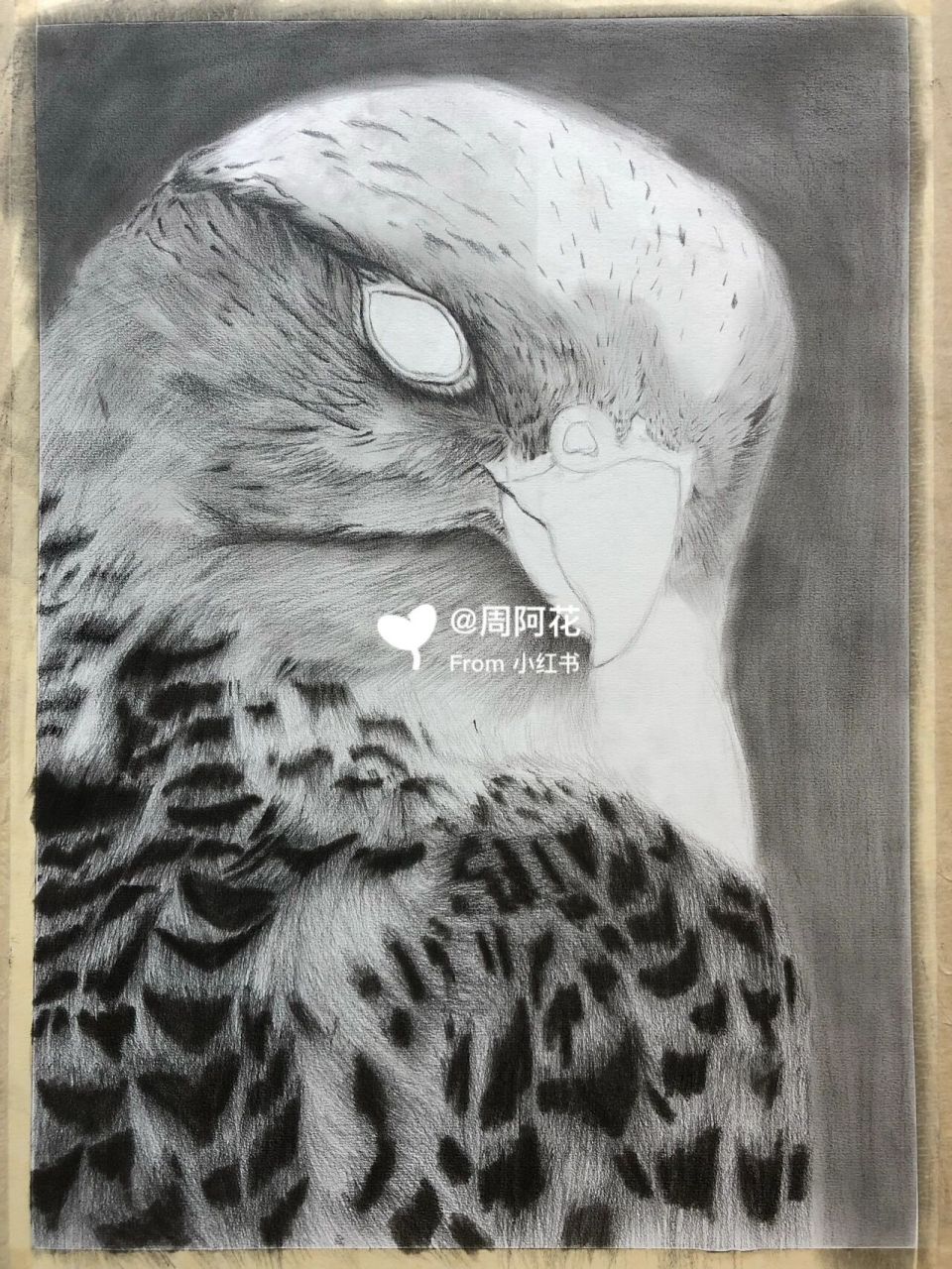 一位多才多艺的小姐姐画的 海东青 硬炭 软炭 彩铅