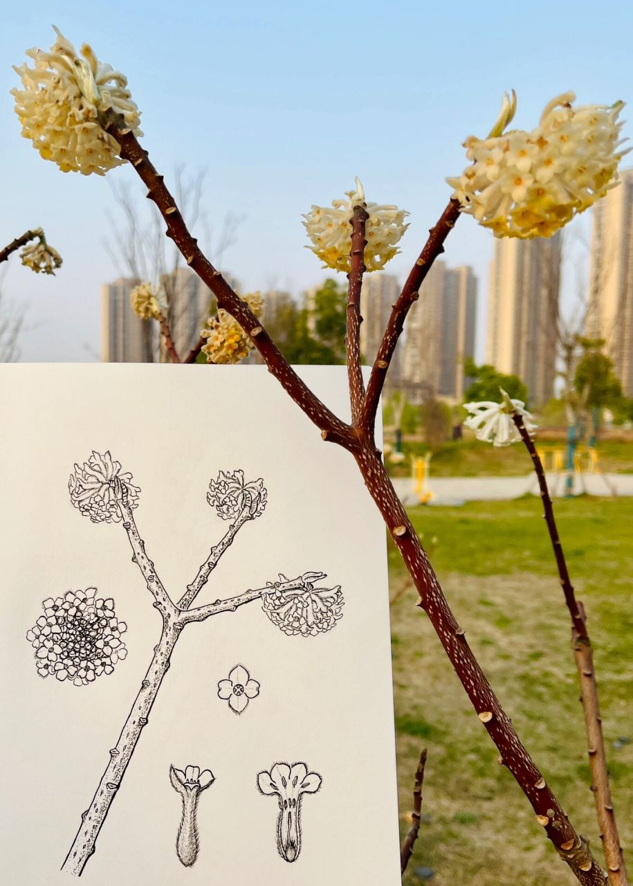结香 植物科学画 为2023"地衣有约"博物绘画漂流本创作的《结香》