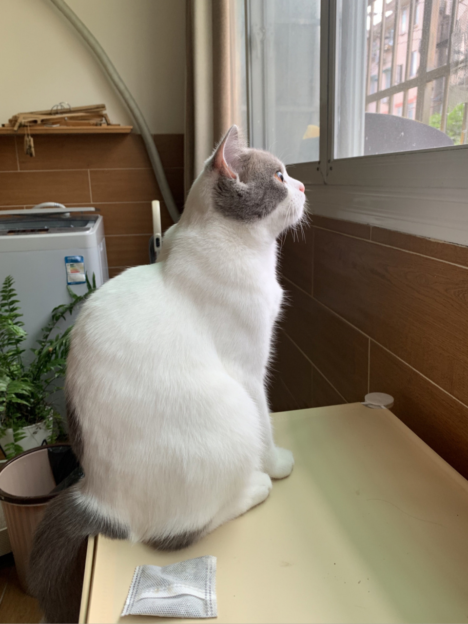 小猫坐着肩胛骨特别突出是正常的吗? 是因为瘦吗?