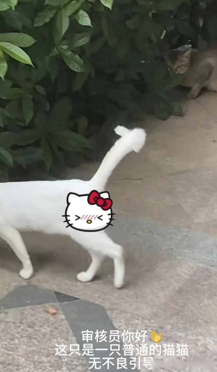 猫猫的尾巴为什么会竖起大拇指?