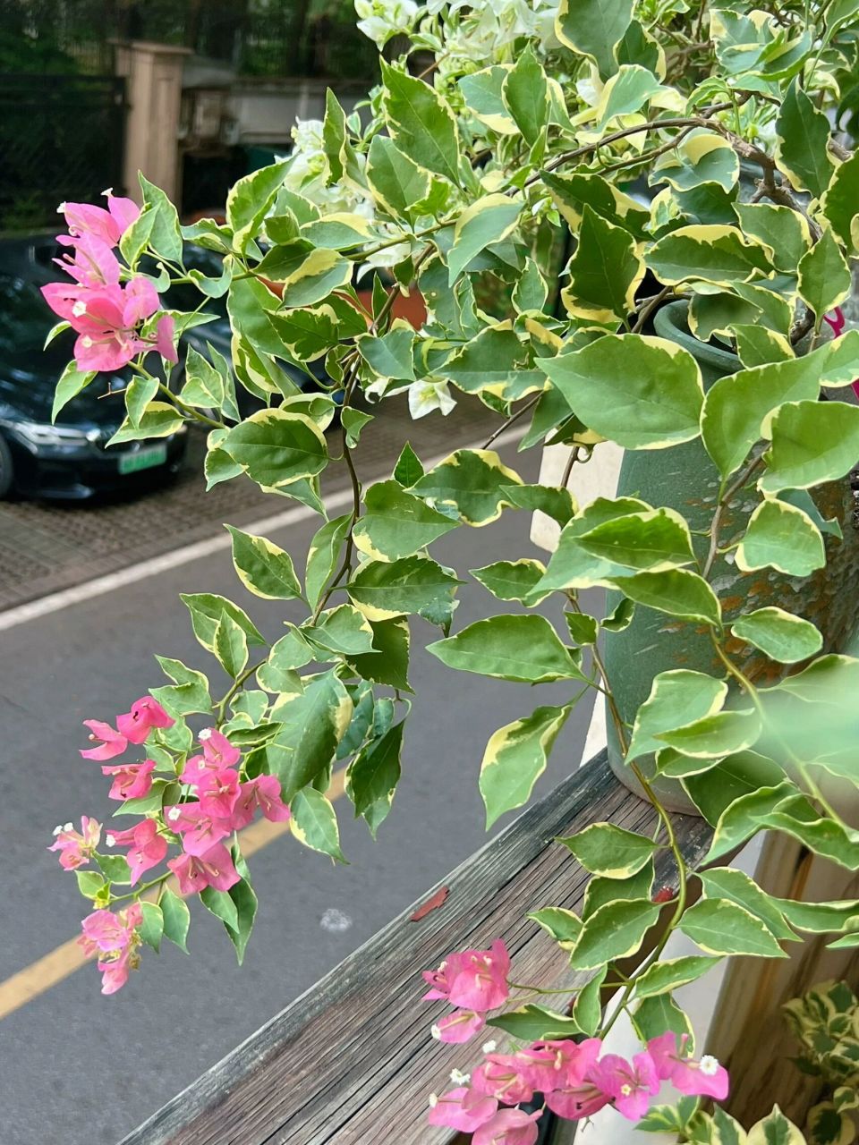 三角梅# #蜡染粉