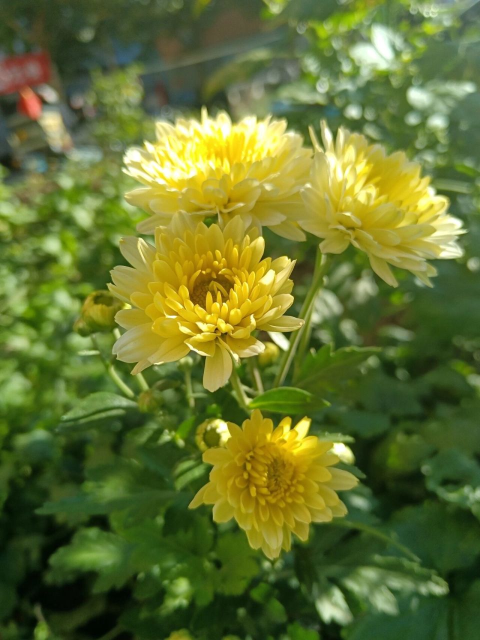 黄菊花是菊科多年生草本植物 黄菊花是菊科多年生草本植物,在中国传统