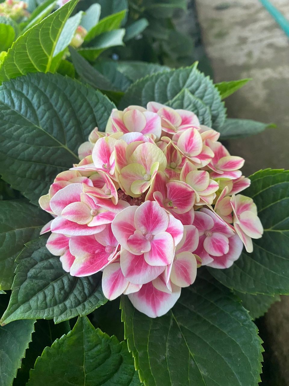 绣球花——糖果(精灵)