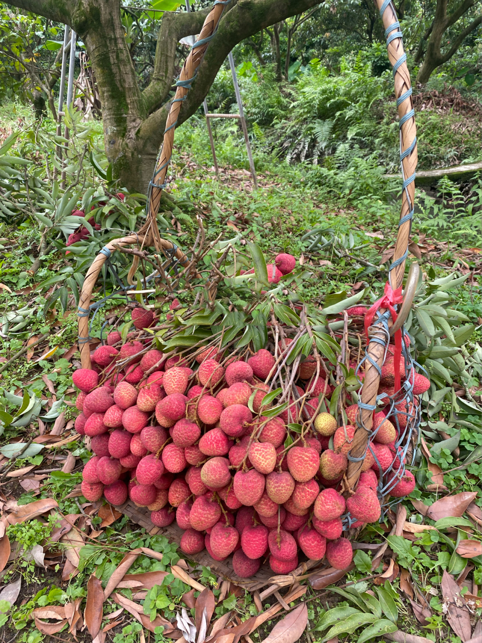 广州增城仙村状元红荔枝可以采摘啦果园直发