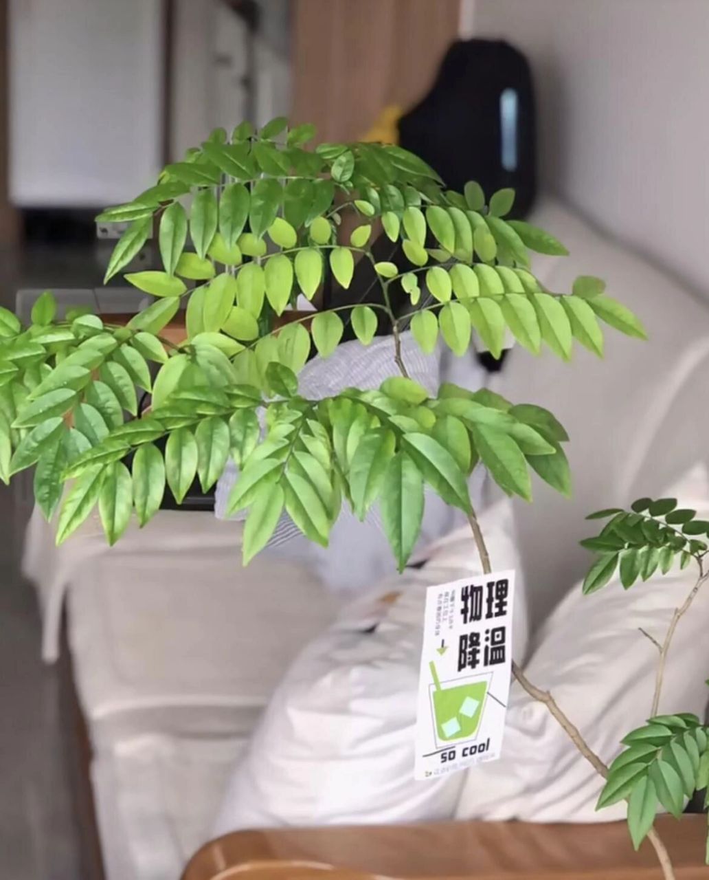 小众又好玩的～海南黄花梨盆栽来了 00黄花梨粗生易活,有很强的适应