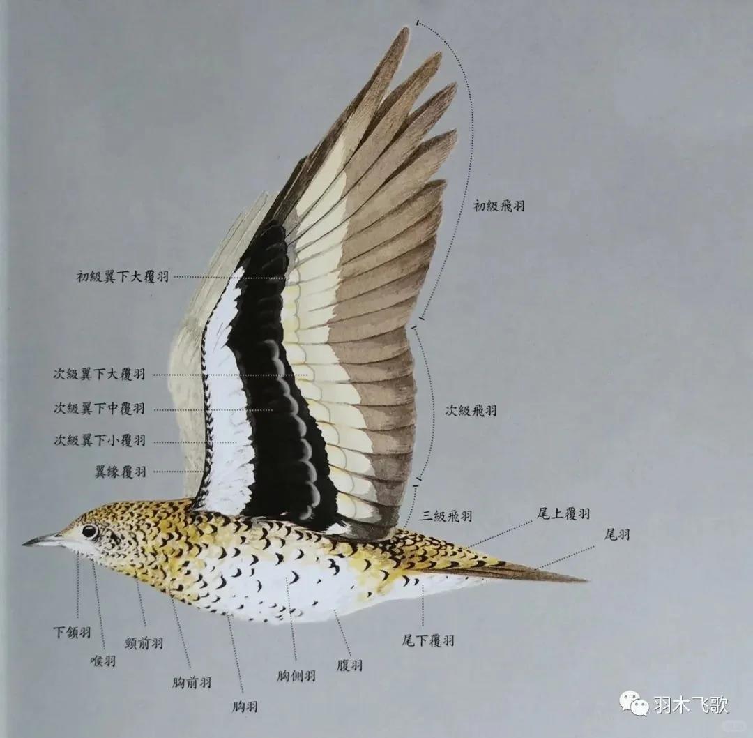 收集方便理解鸟类翅膀结构图上