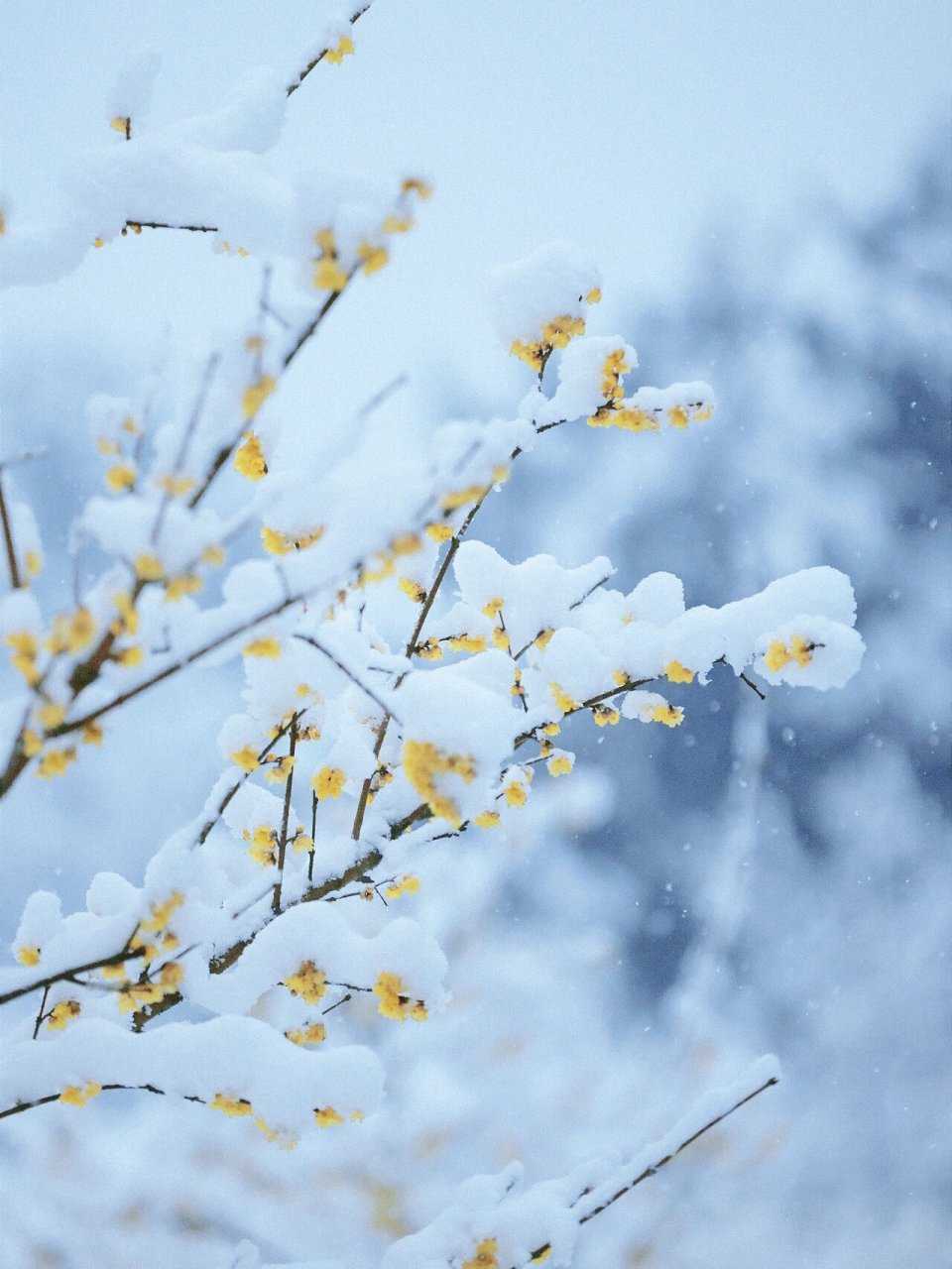 冰天雪地里的梅花,美得令人惊叹