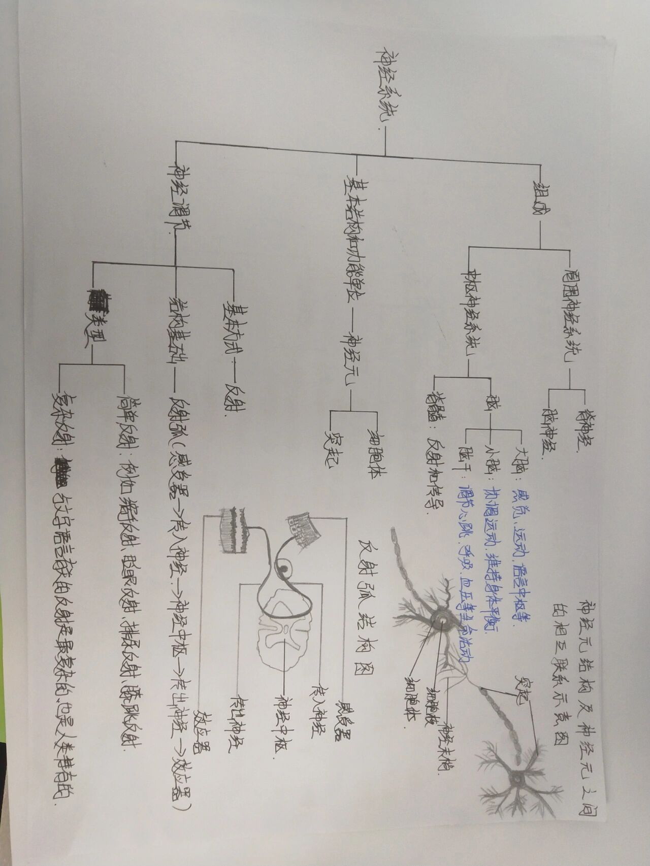 七下生物神经系统思维导图