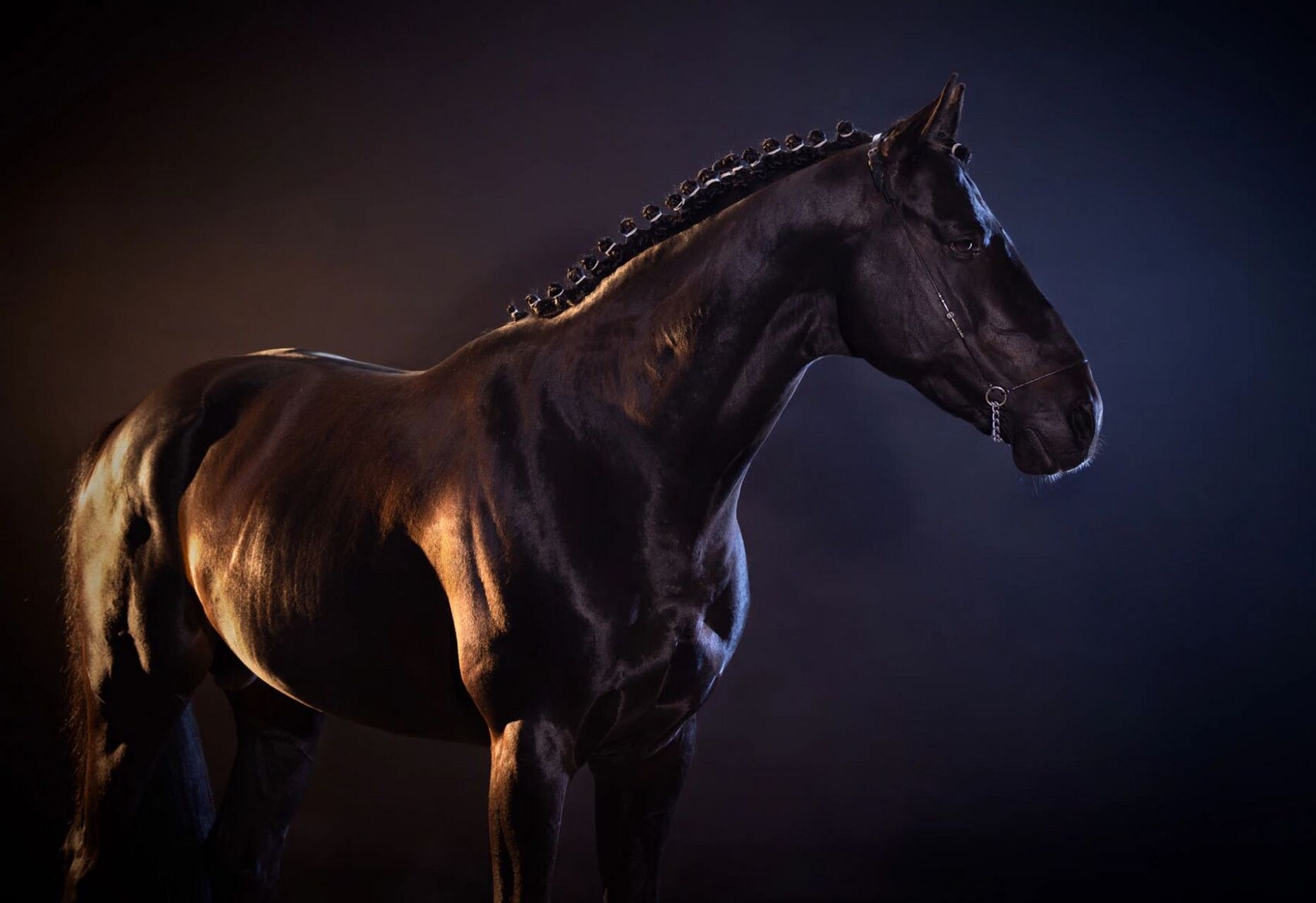 989898 关于马的动物摄影作品欣赏 【中极分享·关于马的动物