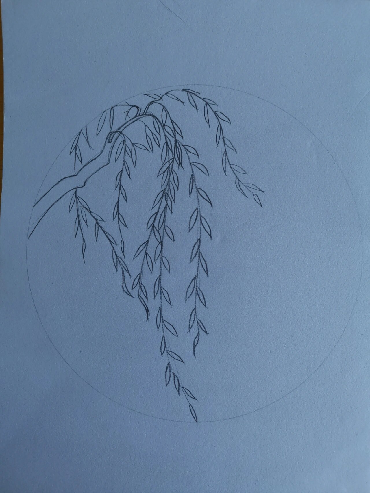 简笔画(91)跟我一起画柳树