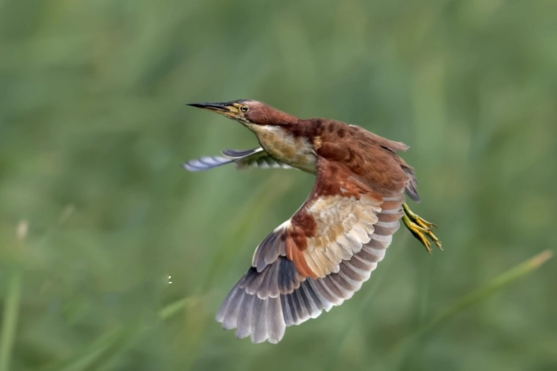 鴝 指摄地点:哈尔滨 综述: 紫背苇鴝(英文名:von schrencks bittern