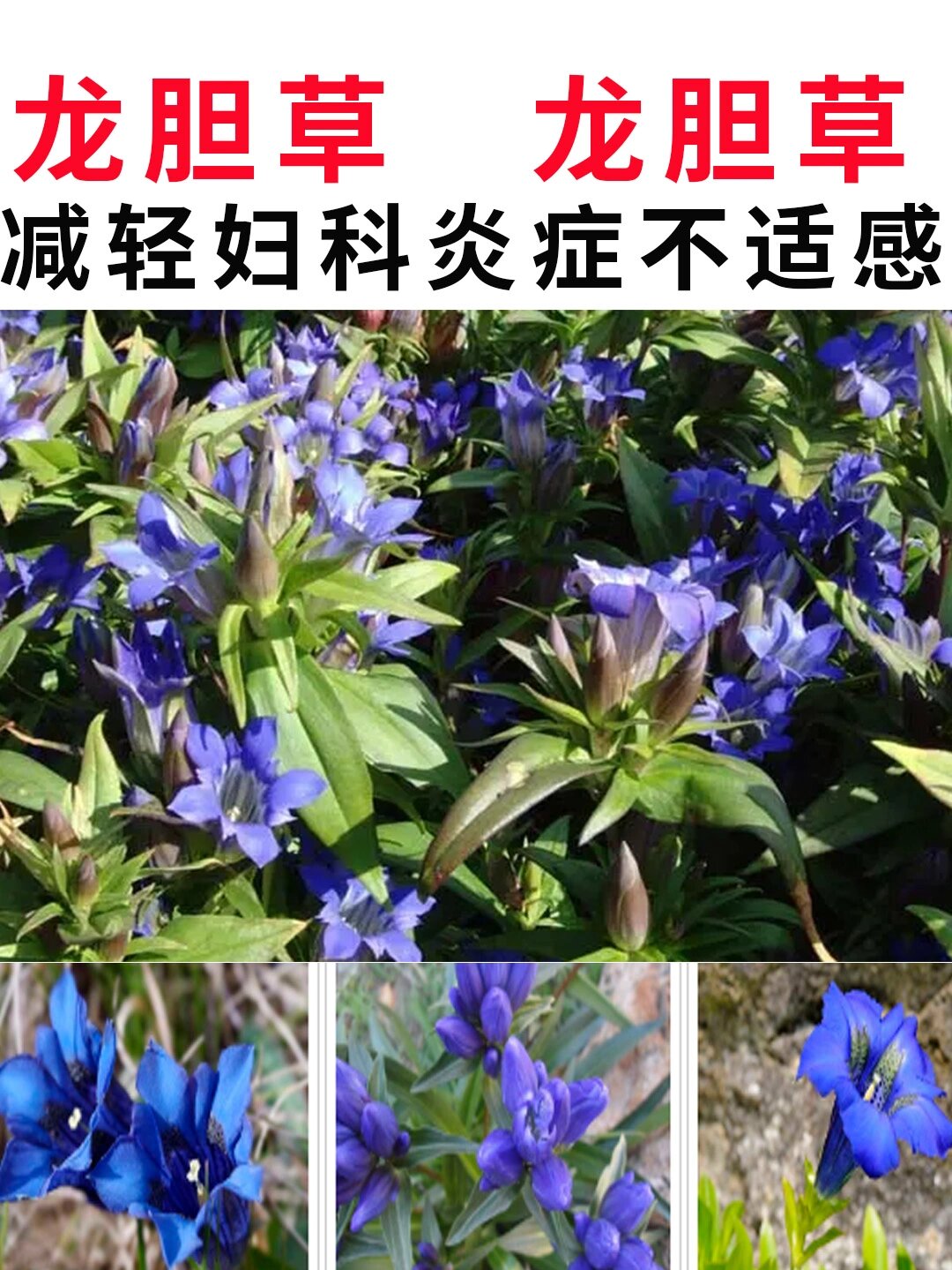 一味中药,减轻妇科炎症,清热燥湿 龙胆草是有抗菌消炎的作用,同时还