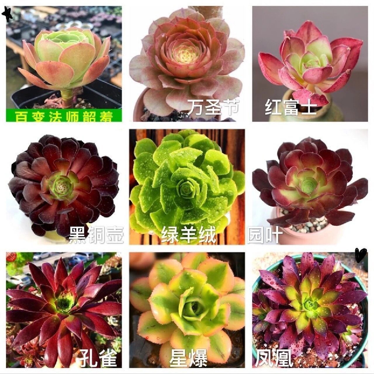 多肉植物法师系列 法师种类分为:众赞曲,普通黑法师,黑法师原始种,墨