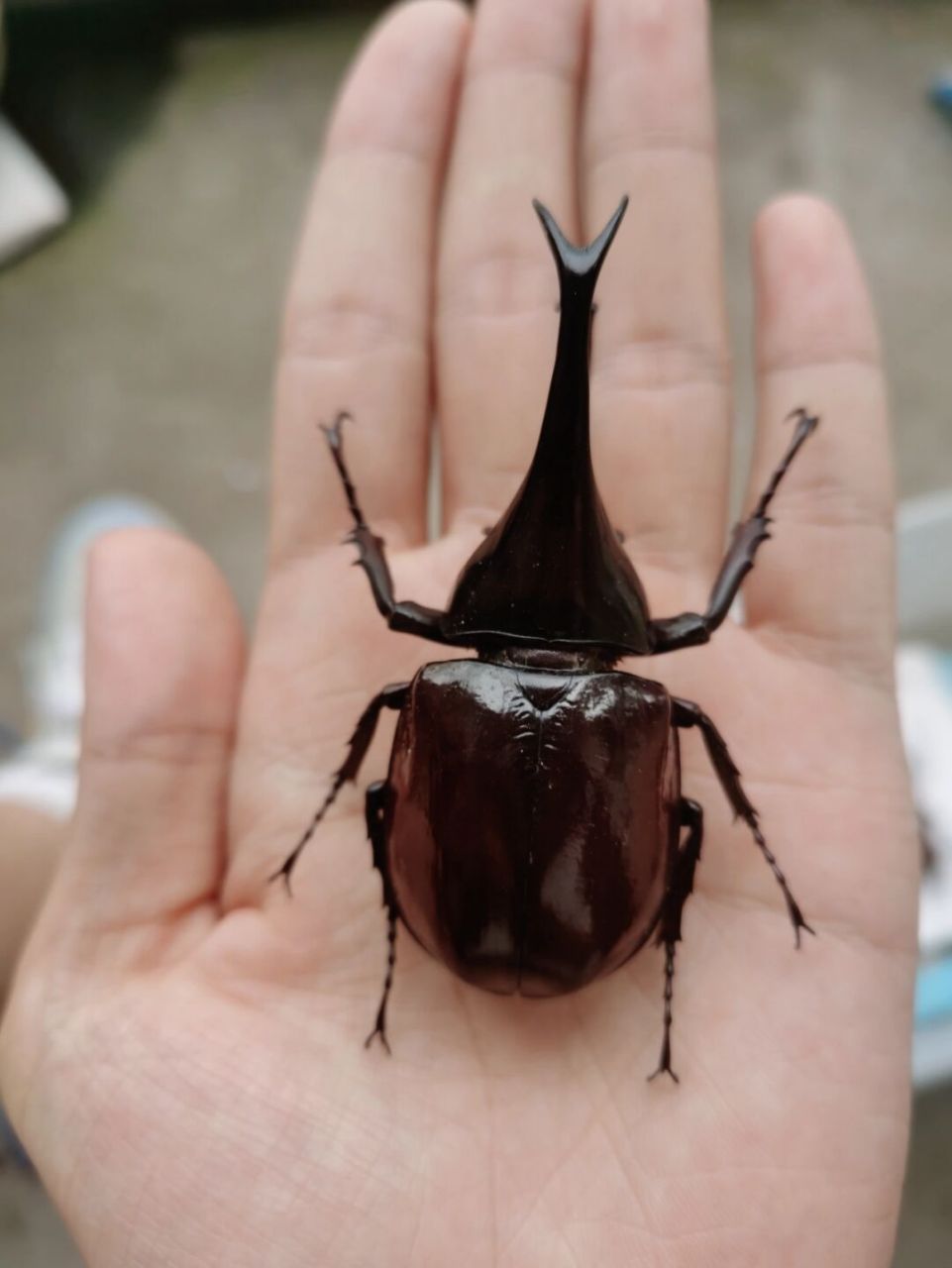 巨无霸姬兜 图中体长76mm 巨无霸姬兜雄虫雄虫长角非常威武,战力彪悍