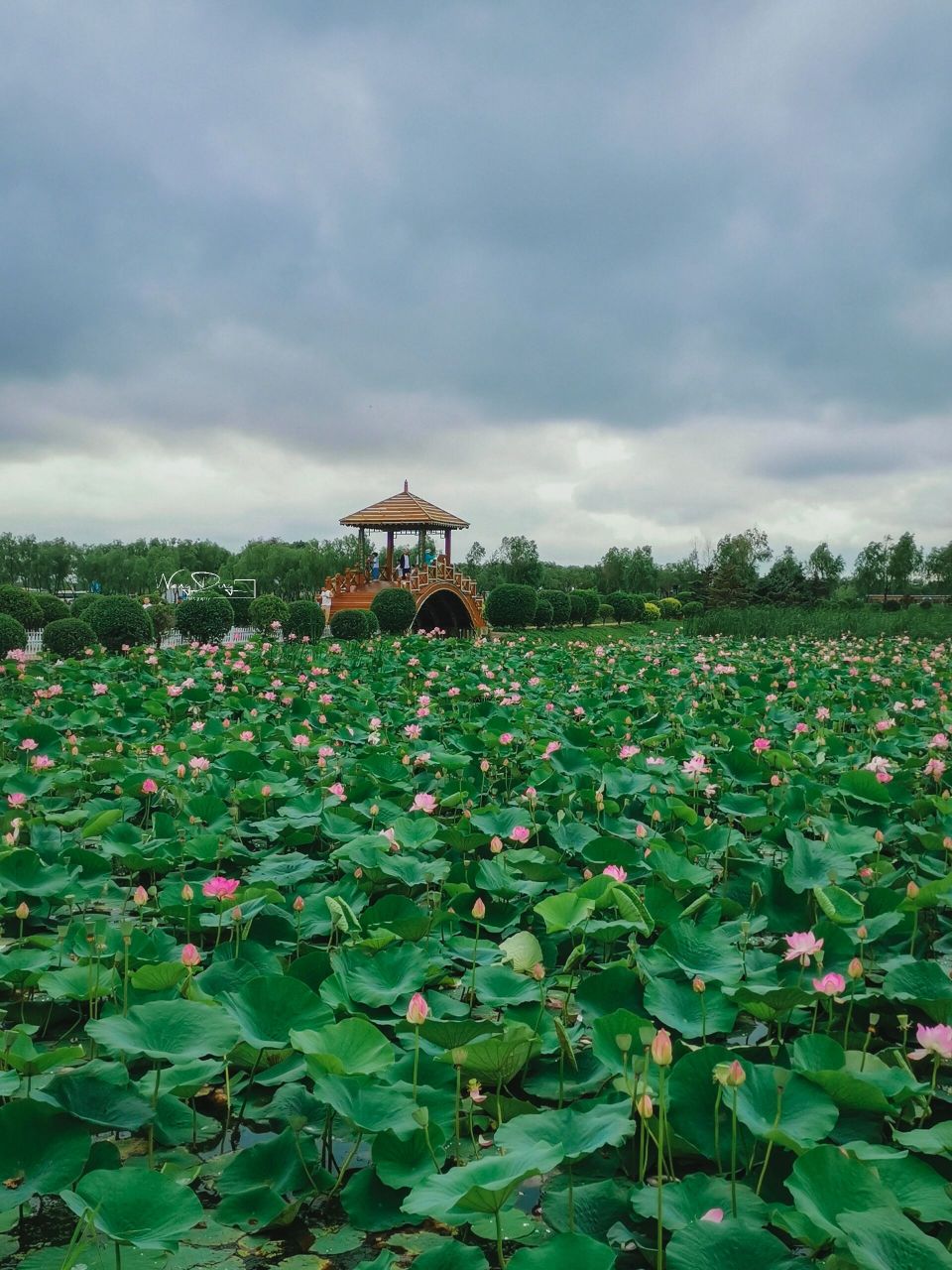 🌸大庆肇源西海湿地公园,市区开车两小时内就可到达的小众景点,是赏