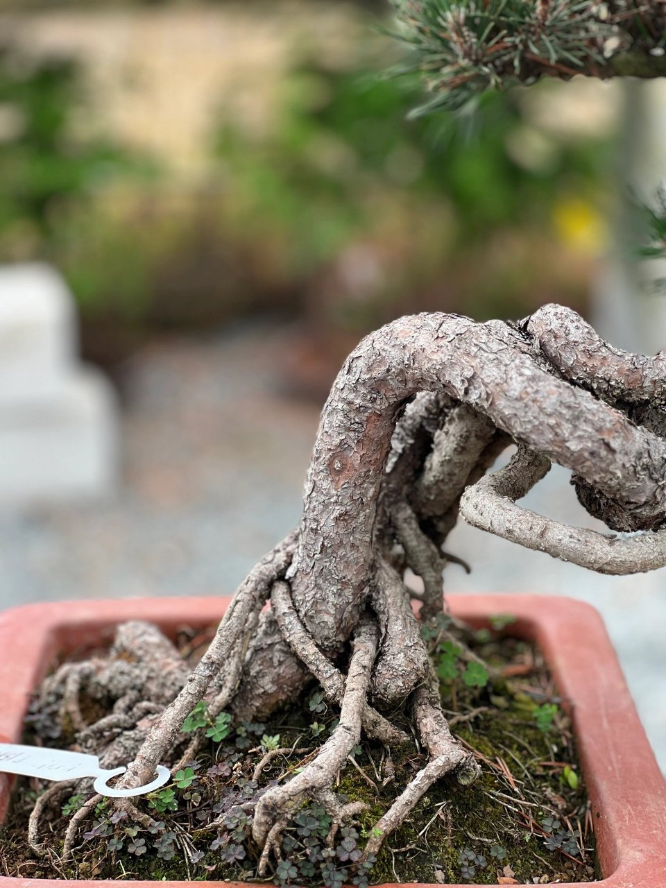 寿松---78千寿丸78 千寿丸叶子具有光泽呈深绿色95,针叶密,萌发