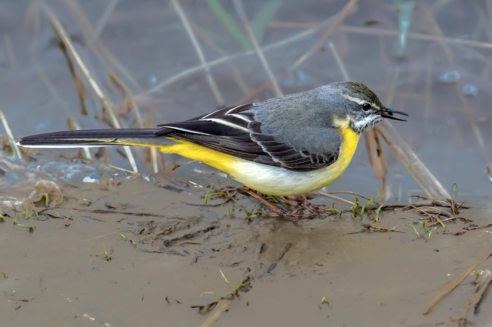 伊春,吉林 灰鹡鸰(学名:motacilla cinerea)是雀形目鹡鸰科的鸟类属 