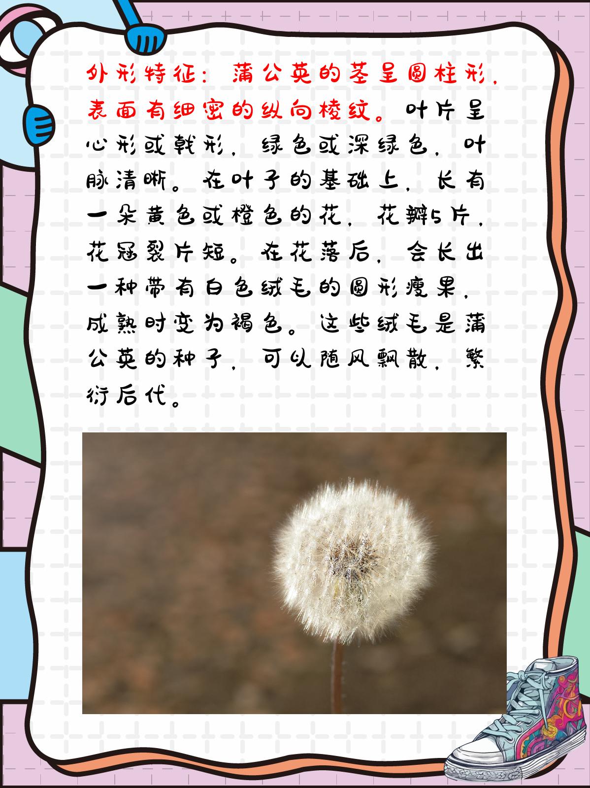 蒲公英的外形和特点