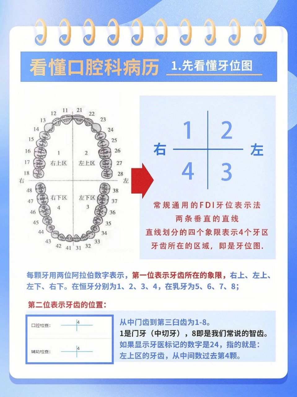 牙齿标记法国际标准图片