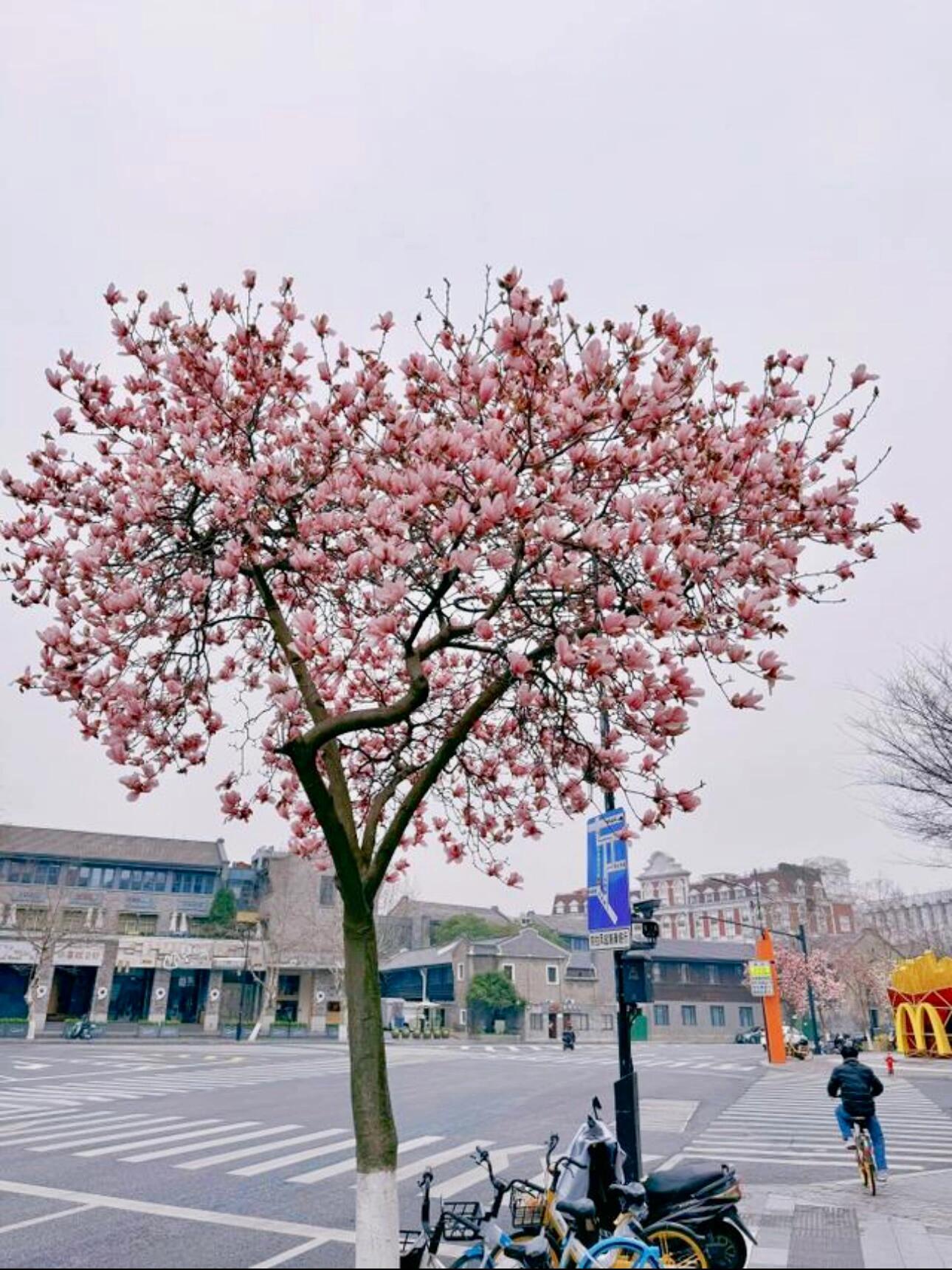 即武林路六公园公交站旁,一株酷似爱心状的玉兰树亭亭玉立,花开正盛