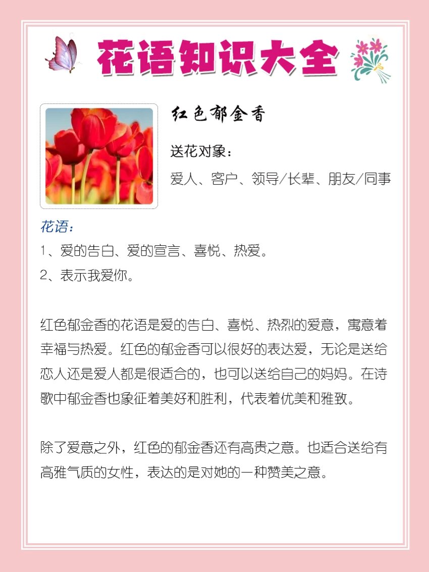 巴特郁金香花语图片