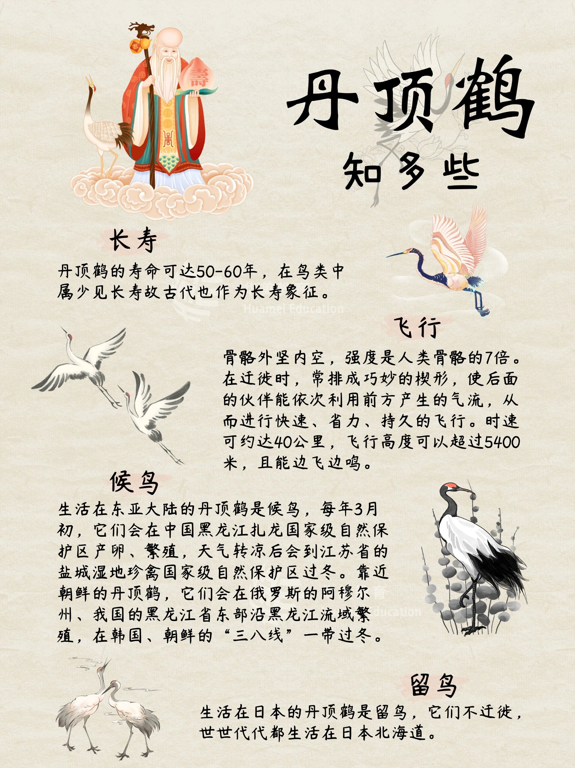 给孩子的自然科普|丹顶鹤,湿地精灵