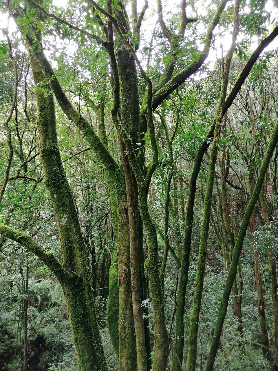 临沧五老山 五老山国家森林公园位于临翔区城郊25公里处,其风光在历史