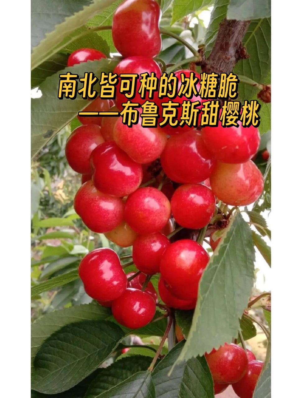 90品种|冰糖樱桃布鲁克斯,脆硬款里的元 布鲁克斯也是米国品种,俗称