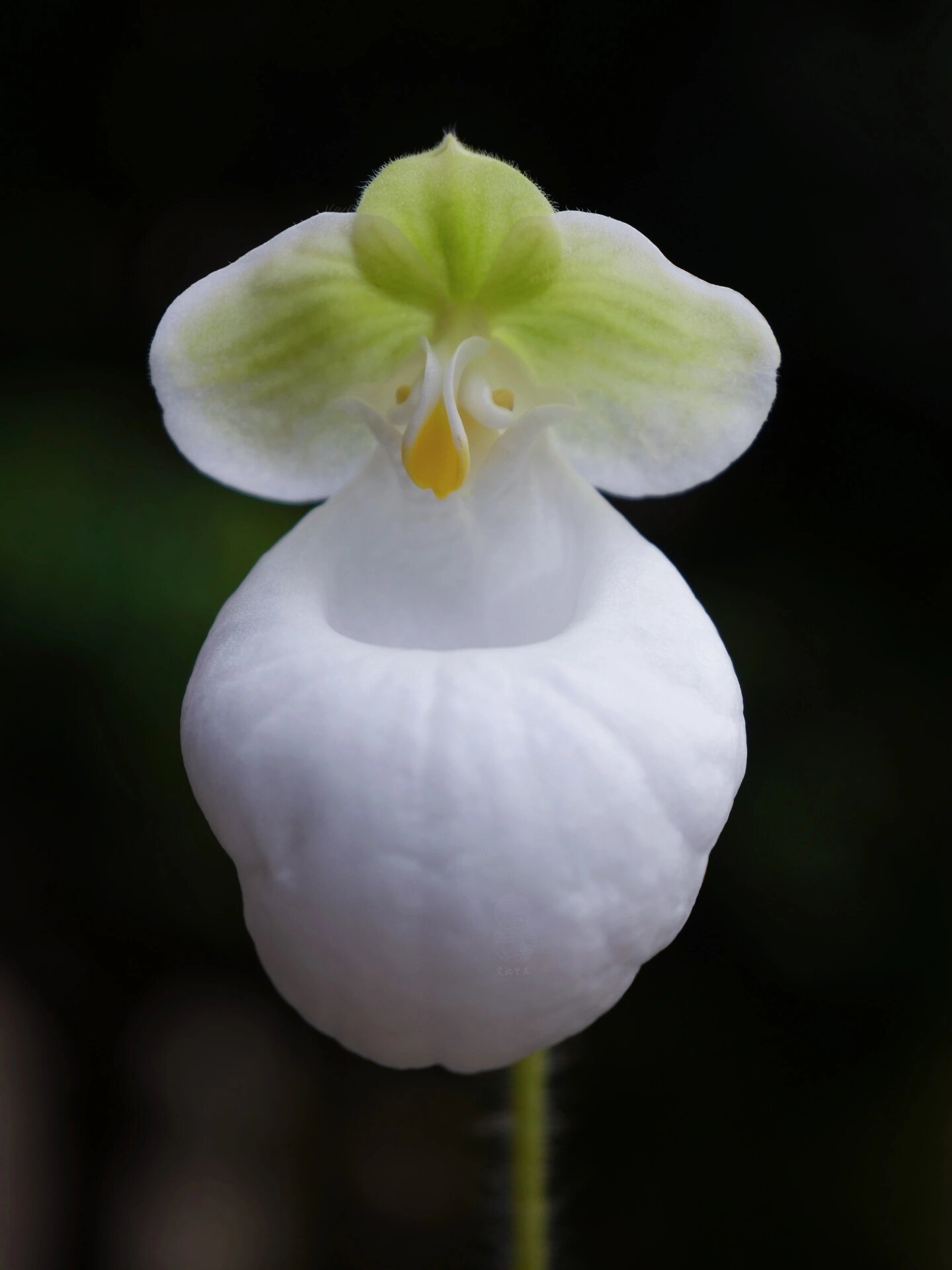 硬叶兜兰(玉女兜兰)素花个体 云南文山产出的硬叶兜兰绿背赌草的质量