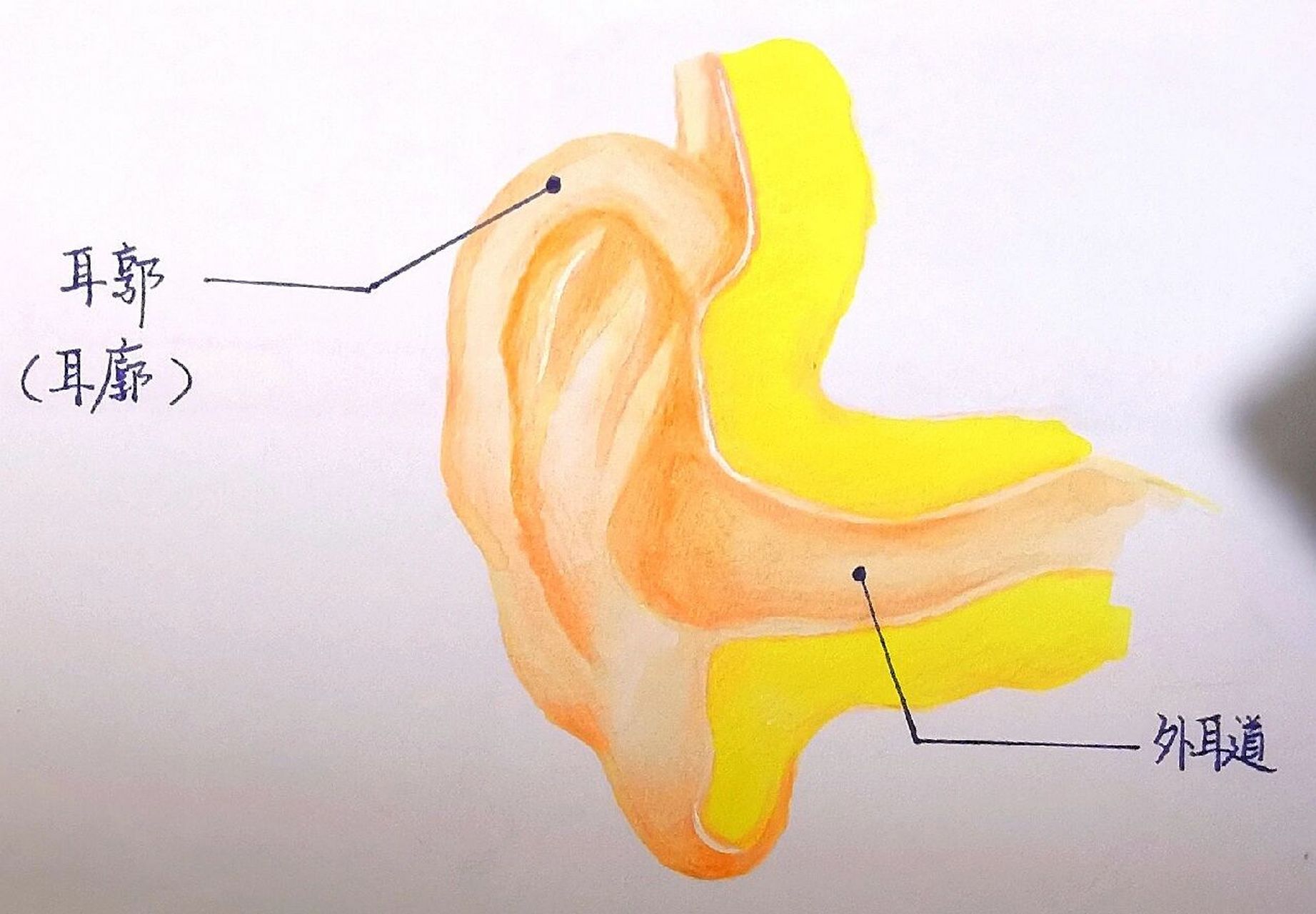 耳的基本結構示意圖#手繪 光線太暗是在拍不清啦 馬上就暑假了,熬一