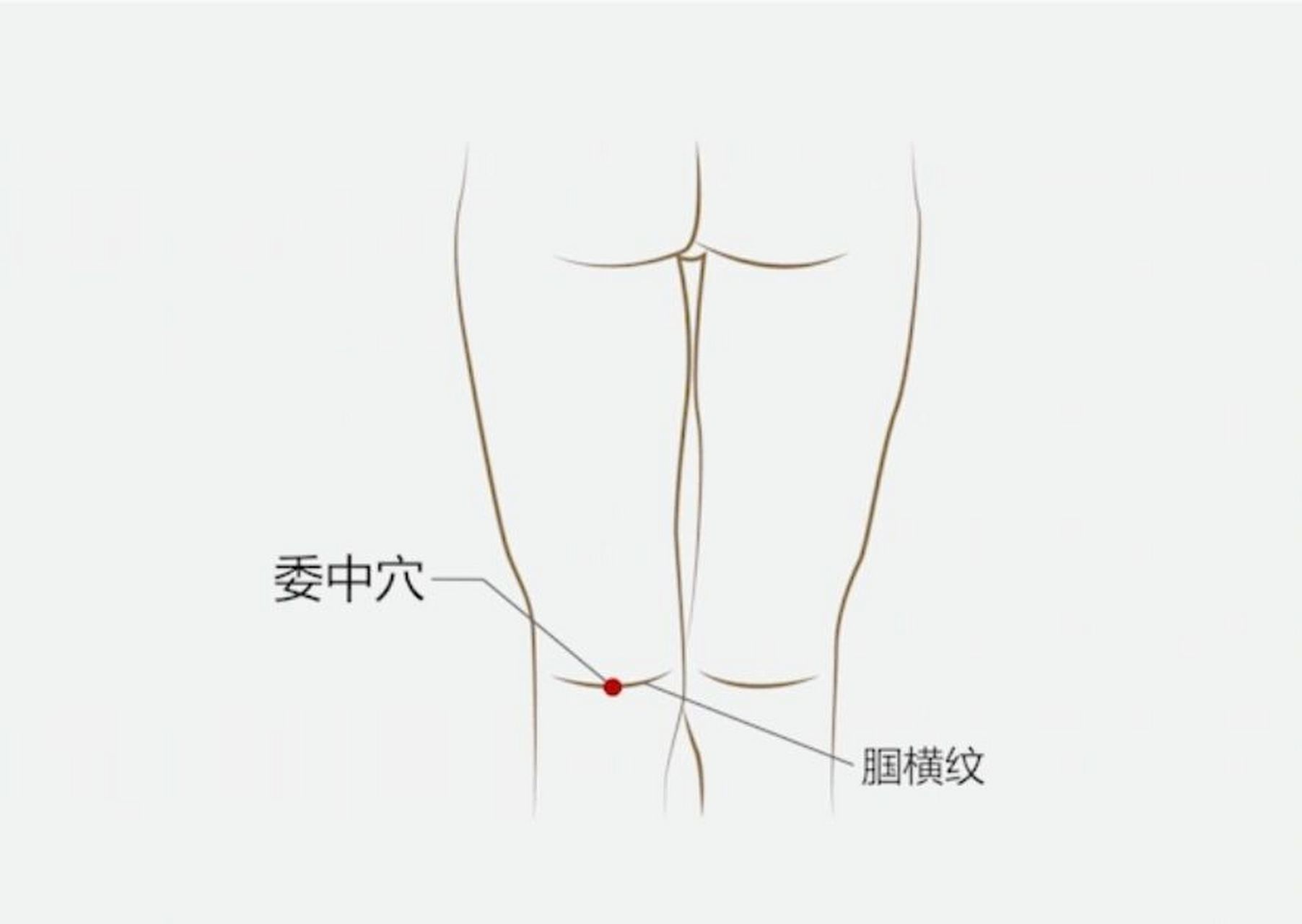 《四总穴歌》:"腰背委中求.