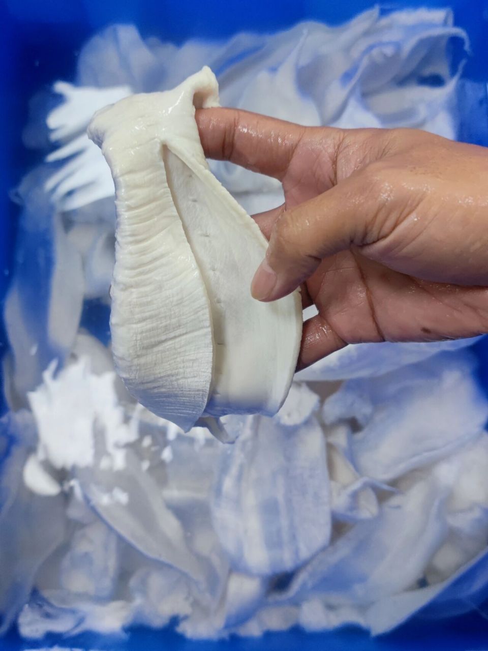 本港赤嘴鳘鲜鱼胶 本港赤嘴鳘鲜鱼胶,手工清水洗胶#赤嘴鳘鱼胶