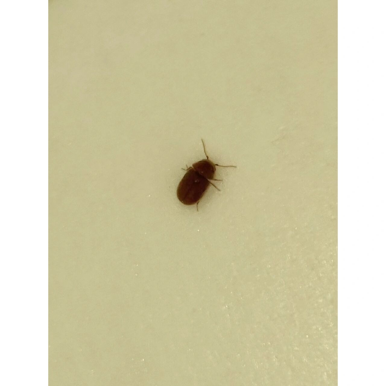 家里突然有虫子 家里最近突然有这种虫子?是什么虫子,会咬人吗?