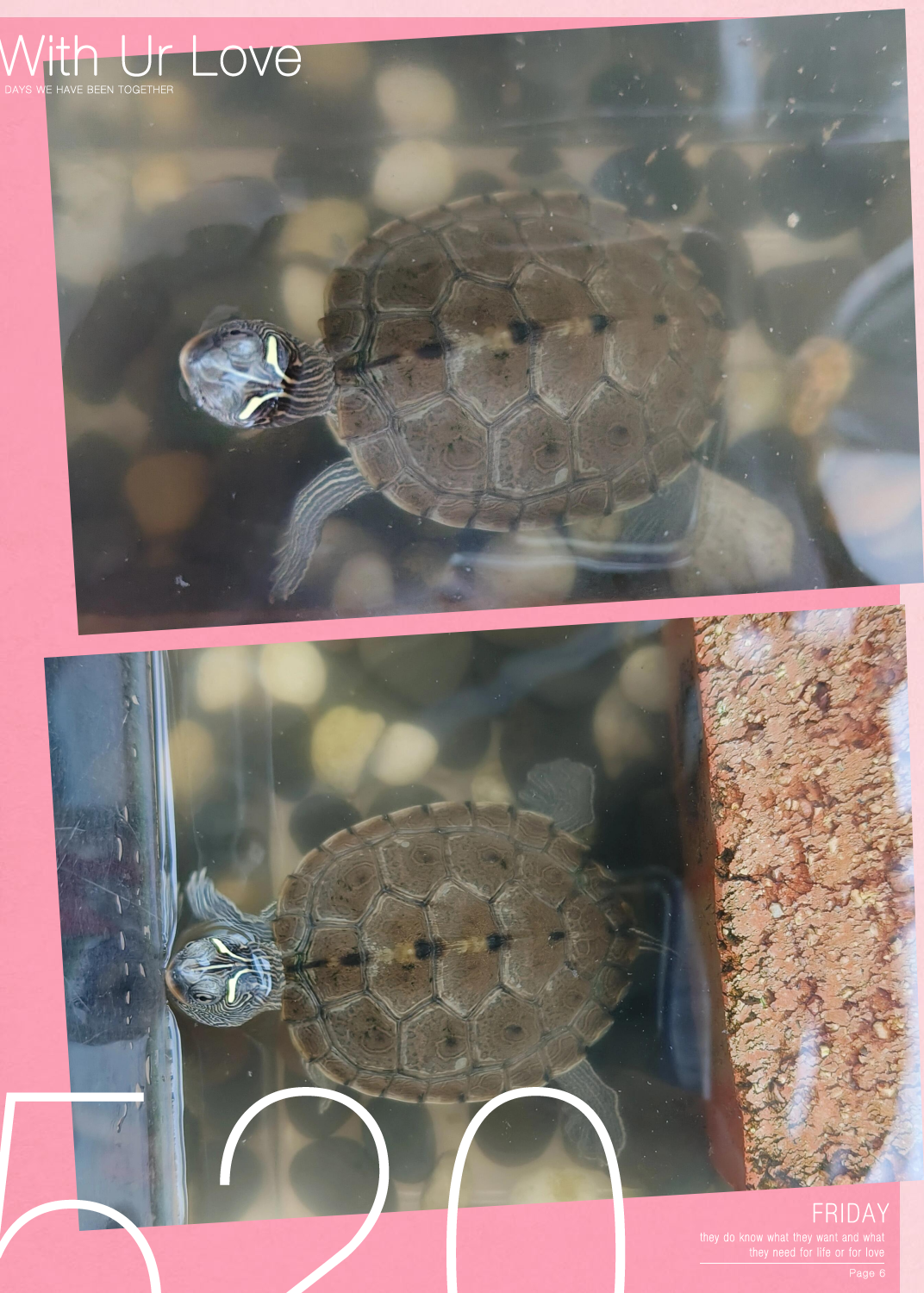 龟背上好多部位都发白了,但是它状态还不错,能吃能游的,就是不爱晒