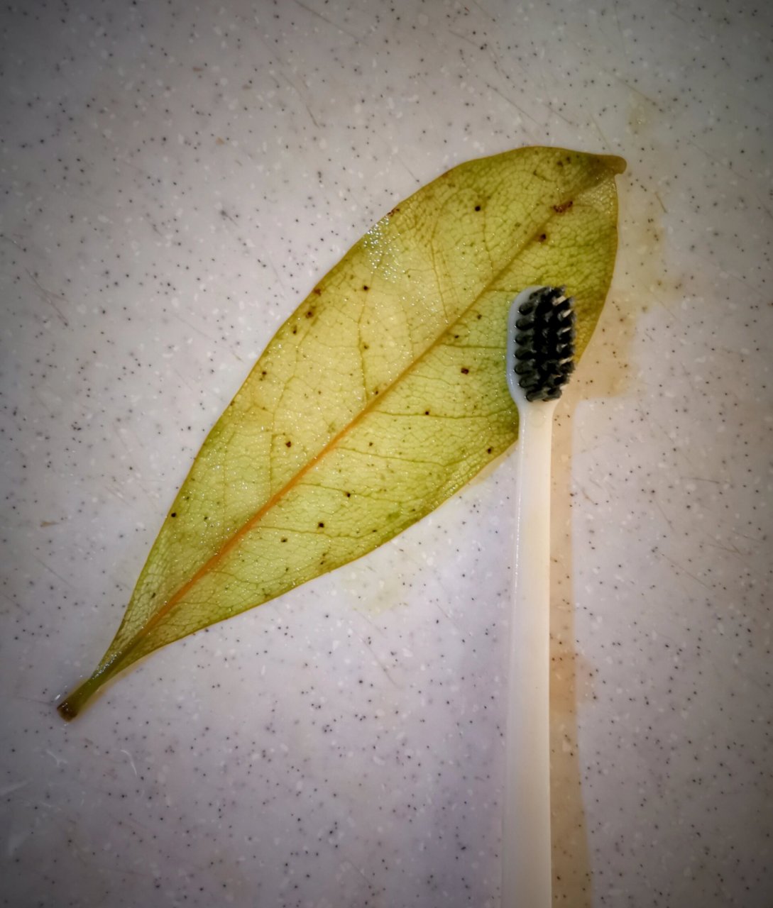 第一次试做叶脉书签 留住夏天的最好方式就是亲自制作一枚叶脉书签啦