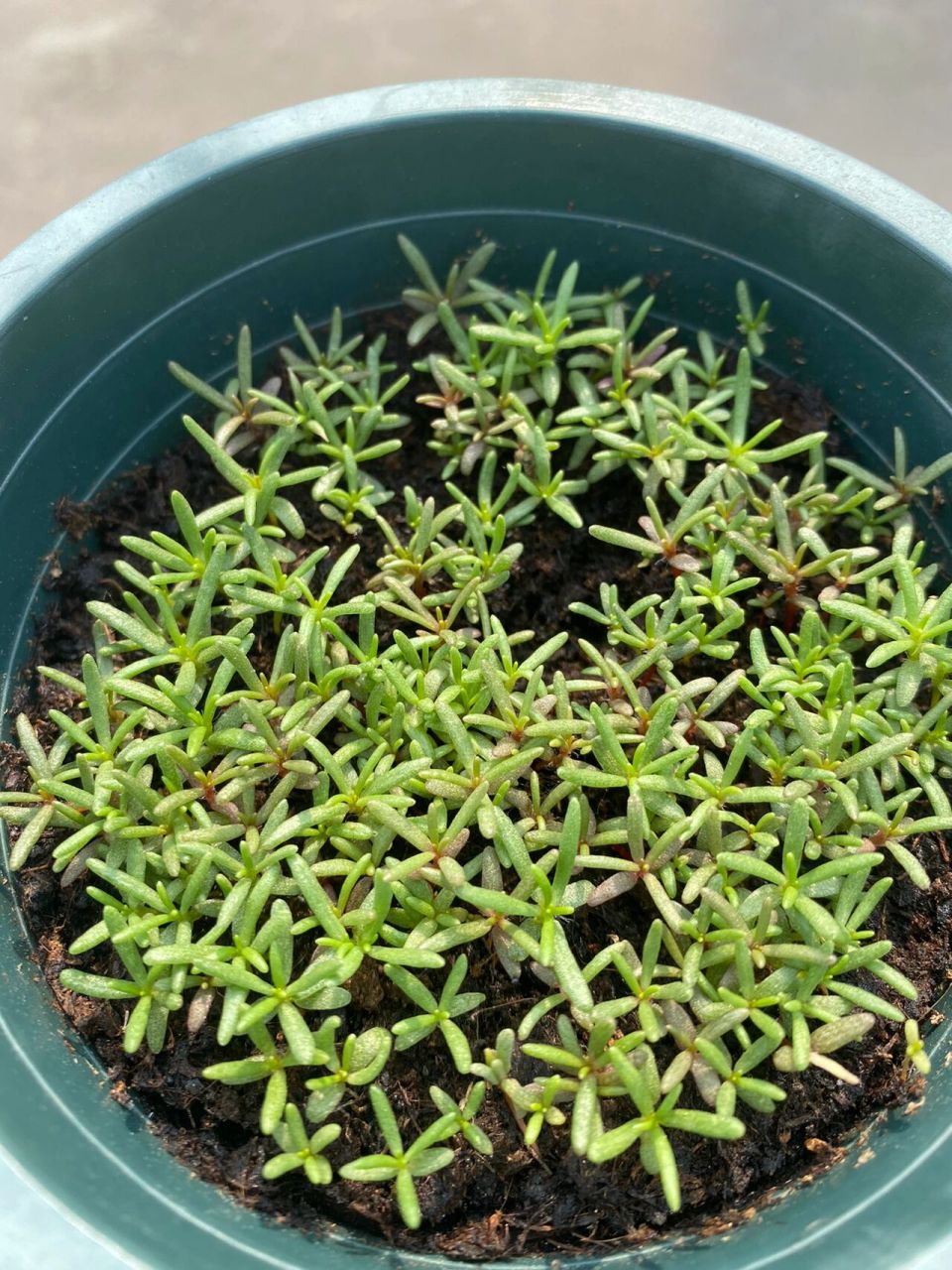 这几天温度高 太阳花小苗长的好快