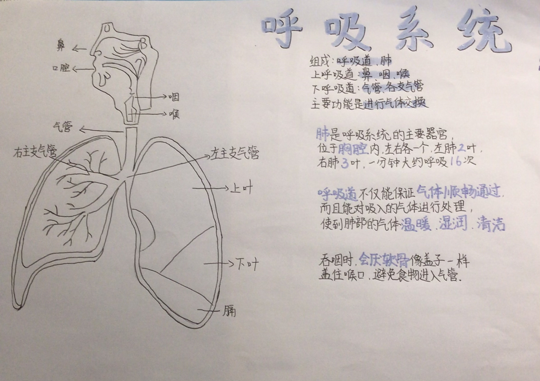 今天是呼吸系统的手抄报～有这项作业的小朋友们快来康康 标题的紫色