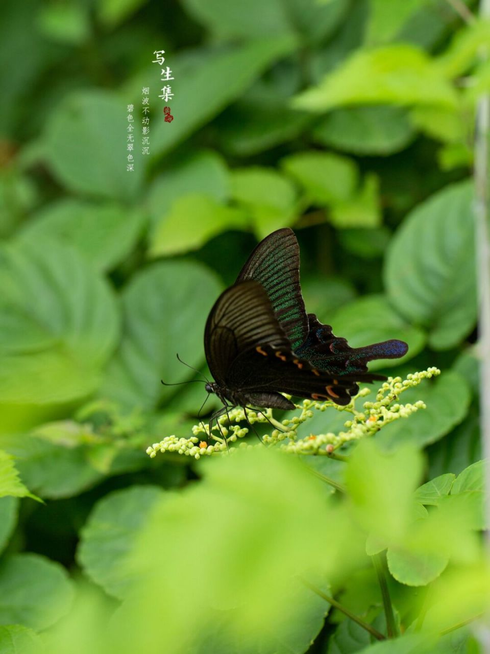 绿带翠凤蝶|森林绿皇后 烟波不动影沉沉, 碧色全无翠色深.