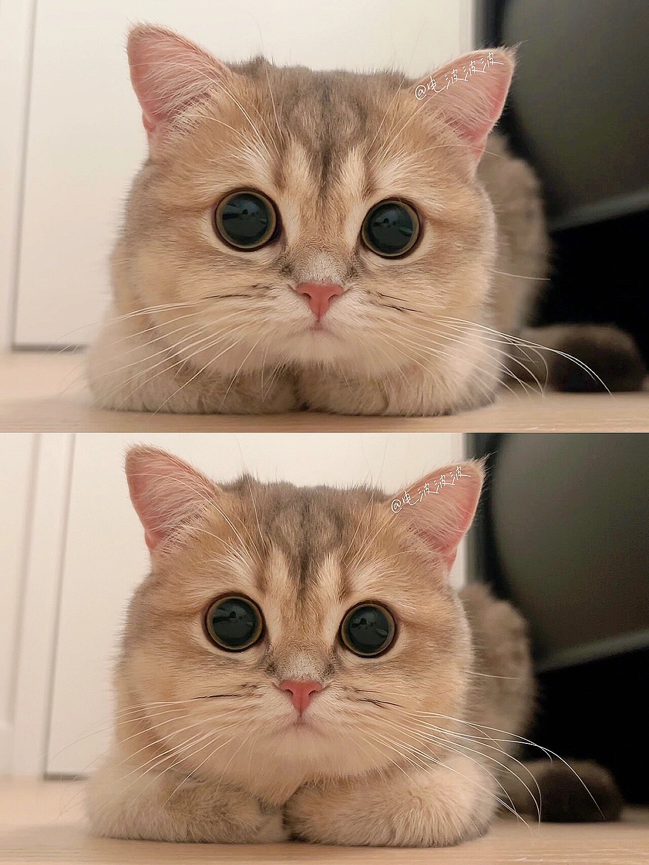揣好手手告诉你圆滚滚小猫咪的秘密