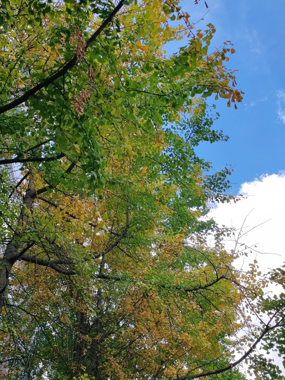 半绿半黄‖银杏:昆明文林街 秋风吹拂 银杏叶渐渐由绿变黄.