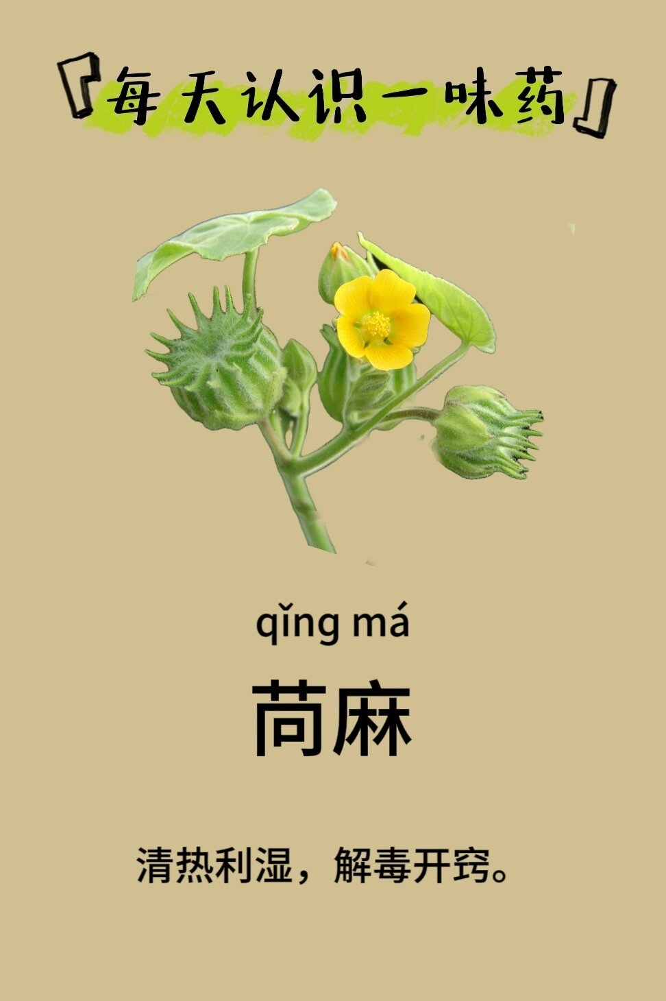 每天识中药‖苘麻
