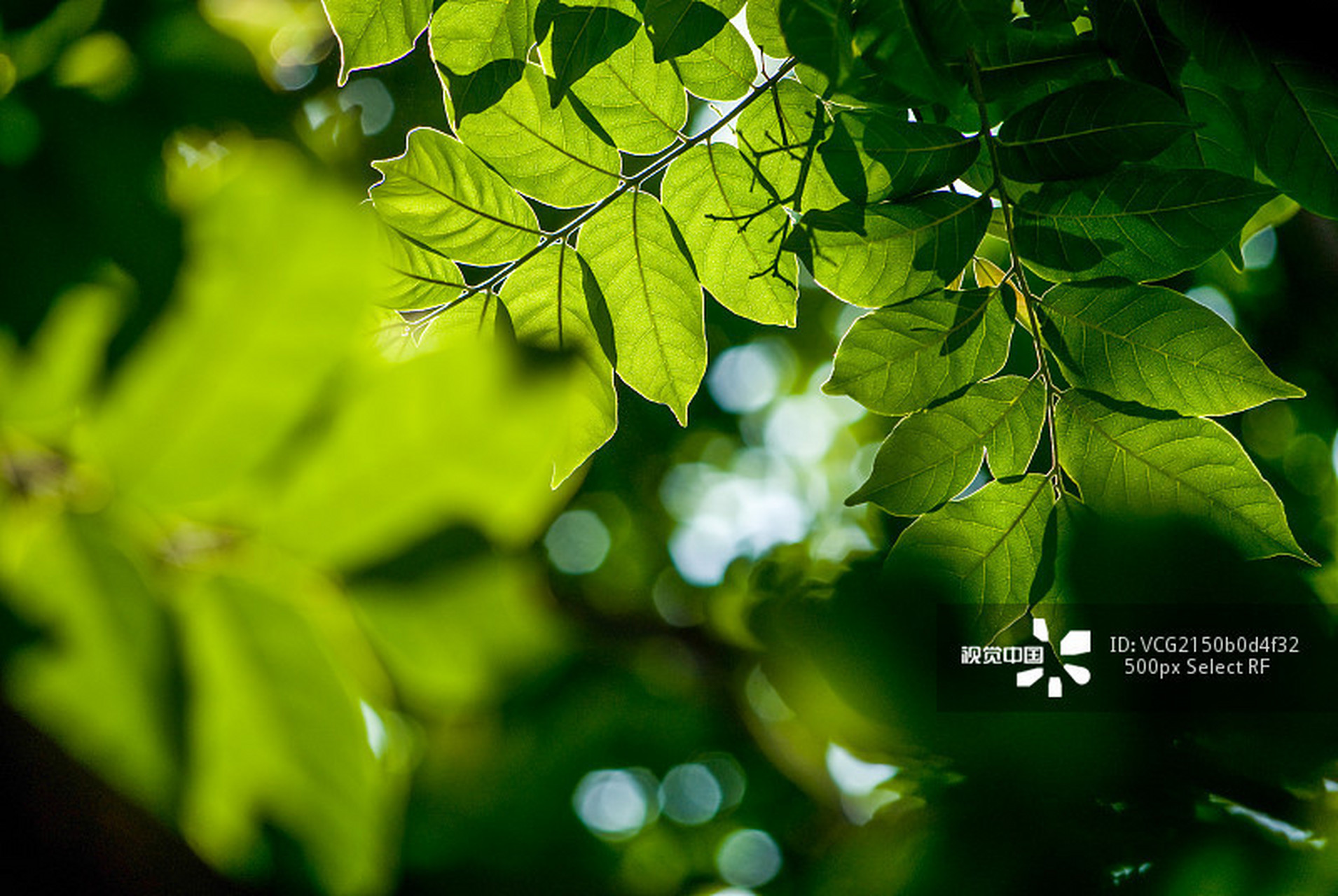 狂风落尽深红色,绿叶成阴子满枝