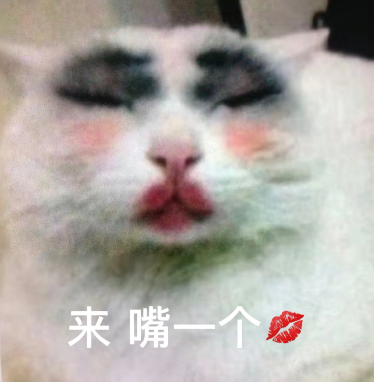 猥琐小猫表情包