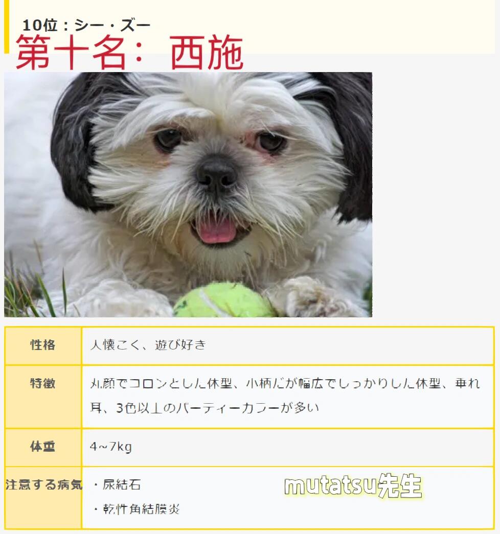 98959569002022日本人气犬排行榜前十名75157515