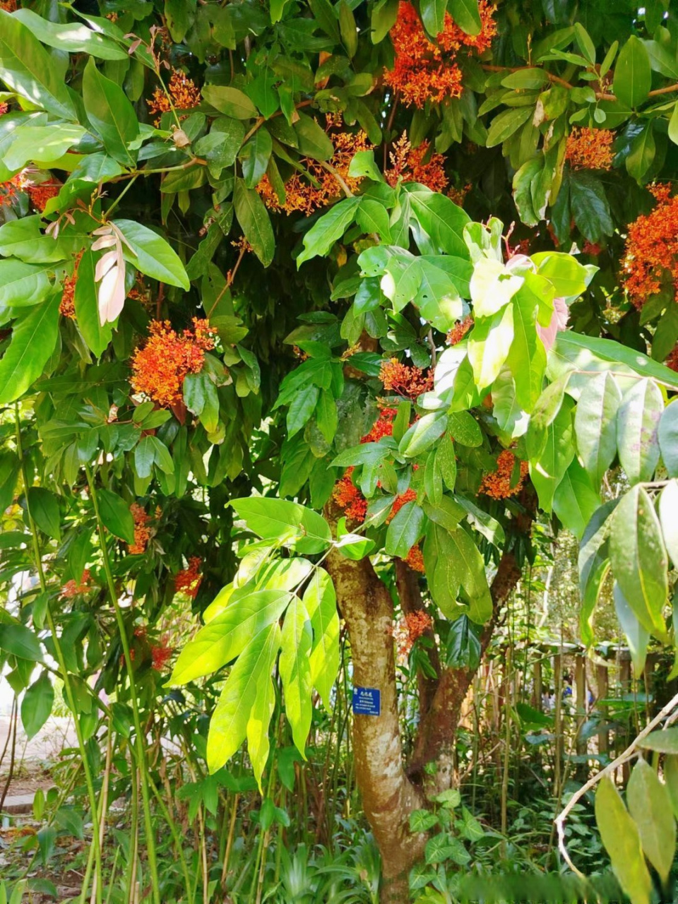 无忧花又名火焰花,乔木,豆科无忧花属,产于云南东