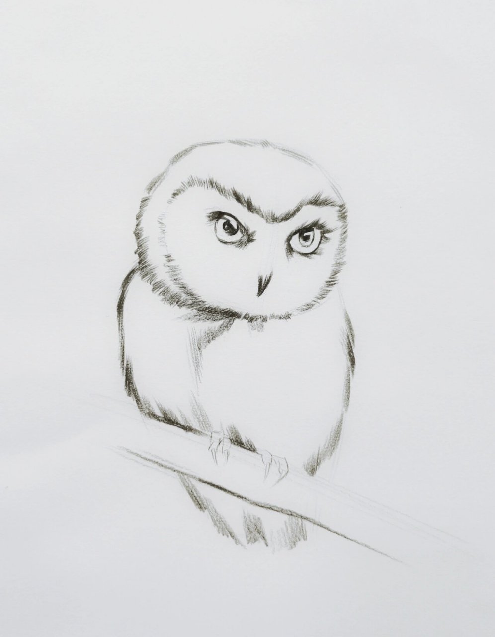 猫头鹰素描绘画步骤